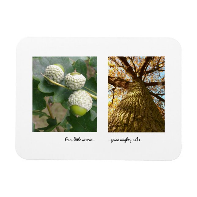 Acorns to Oaks Magnet (Horizontal)