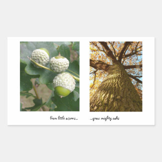 Acorns to Oaks Sticker