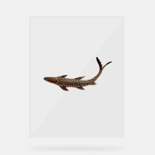 Acrylic Sign FISH STYLE DESIGN