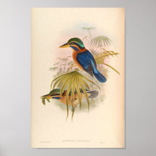 Actenoides Concretus Kingfisher Bird Poster
