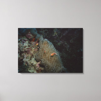Actinia Canvas Print