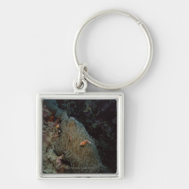 Actinia Key Ring (Front)