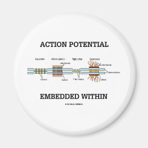 Action Potential Embedded Within (Cell Junctions) Magnet