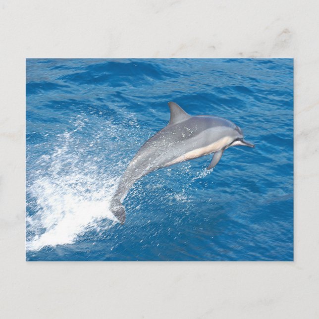 Action shot of dolphin jumping in Hawaii Postcard (Front)