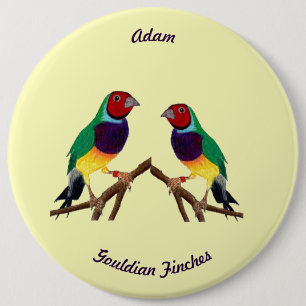 ADAM ~ Gouldian Finch ~ Personalised ~ 6 Cm Round Badge