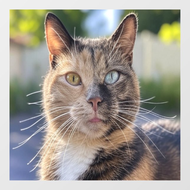 Add Cat Photo Customise (Sheet)