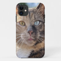 Add Cat Photo Customise