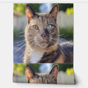 Add Cat Photo Customise Wallpaper