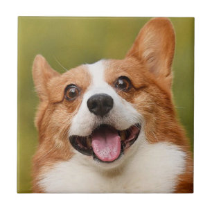Add Dog Photo Personalised Customised Tile