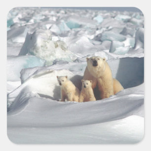 Add SLOGAN to Save Arctic Polar Bears Planet Ice Square Sticker