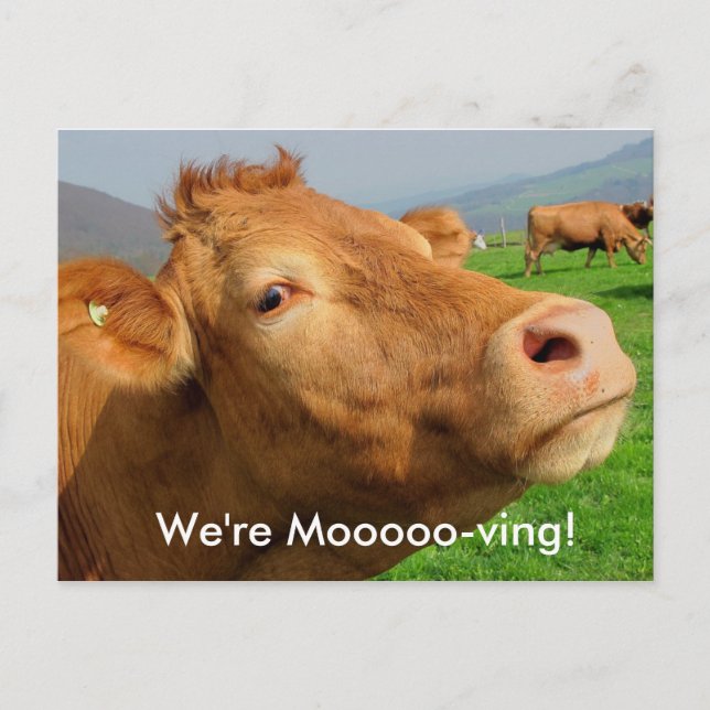 Add your Address to this "We're Moooving" Postcard (Front)