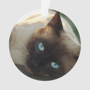 Add your Cat's Photo and name to this Cute Ornament