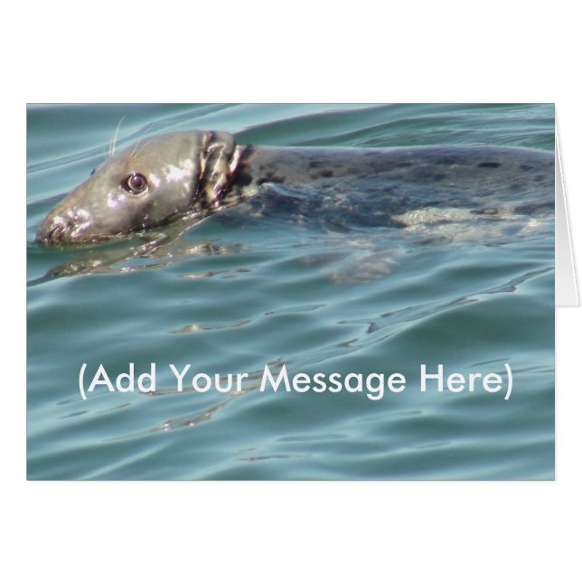 Add your Message Here Cute Seal Card (Front Horizontal)