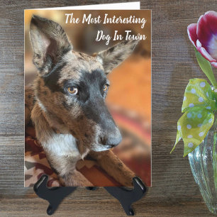 Add Your Photo Cattle Dog Belated Birthday Card