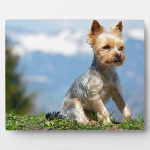 Add YOUR Picture Plaques with Easel to Stand Alone