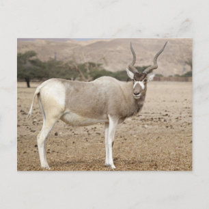 Addax Antelope Postcard
