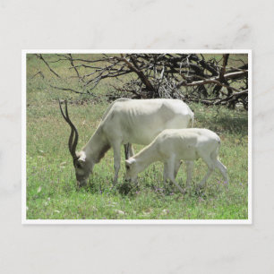 addax postcard