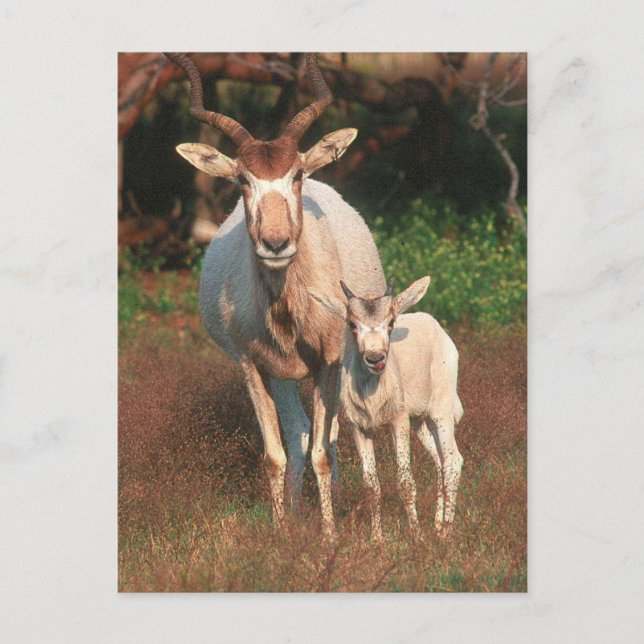 Addax / White Antelope / Screwhorne Antelope Postcard (Front)
