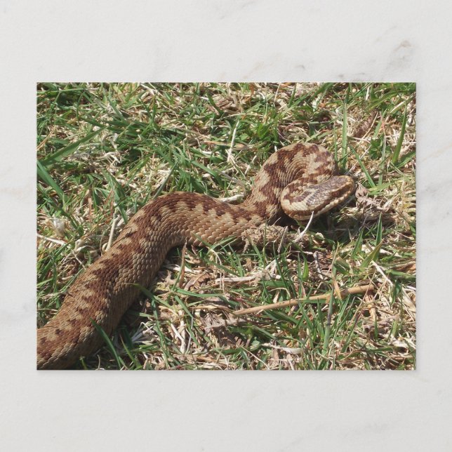 Adder Postcard (Front)