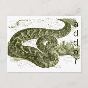 Adder (snake) postcard