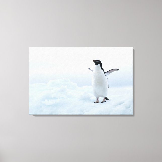 Adelie penguin, Antarctica Canvas Print (Front)