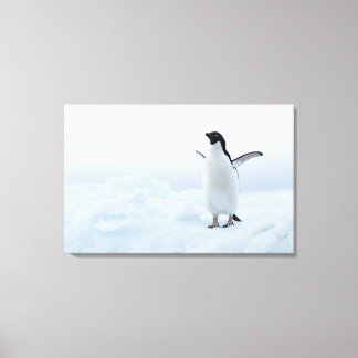 Adelie penguin, Antarctica Canvas Print