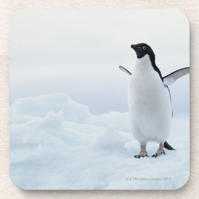 Adelie penguin, Antarctica Coaster (Front)
