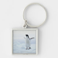 Adelie penguin, Antarctica