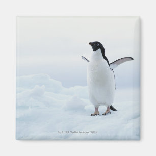 Adelie penguin, Antarctica Magnet
