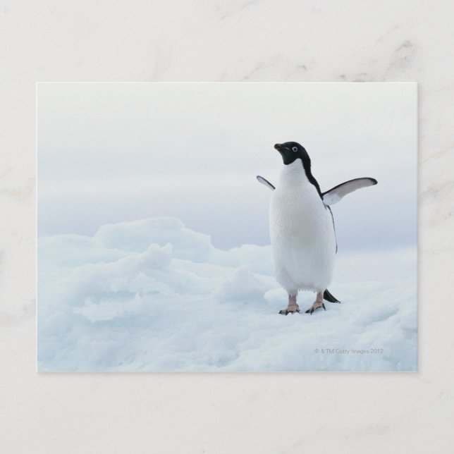 Adelie penguin, Antarctica Postcard (Front)