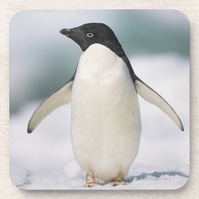 Adelie penguin, close-up coaster (Front)