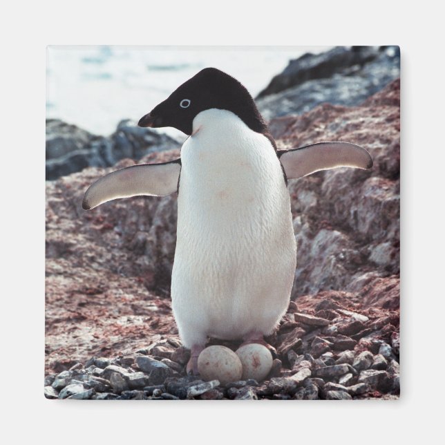 Adelie Penguin Nest Magnet (Front)