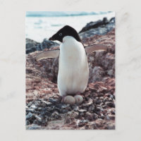 Adelie Penguin Nest Postcard