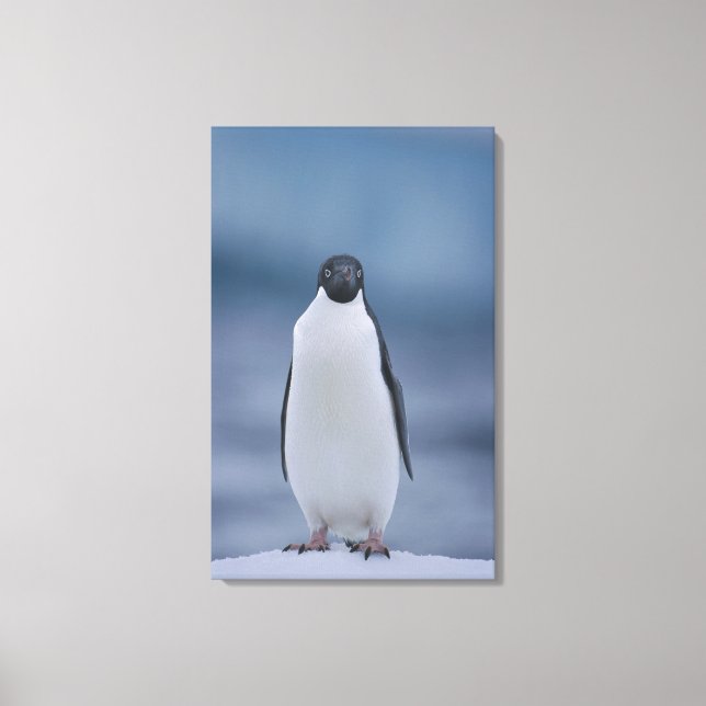 Adelie Penguin on Ice Canvas Print (Front)