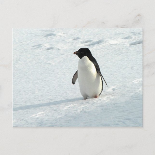 Adelie Penguin Postcard (Front)