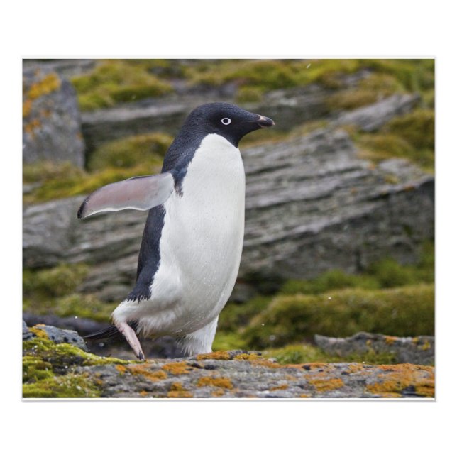 Adelie Penguin Print (Front)