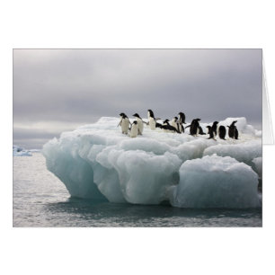 Adelie Penguin Pygoscelis adeliae),