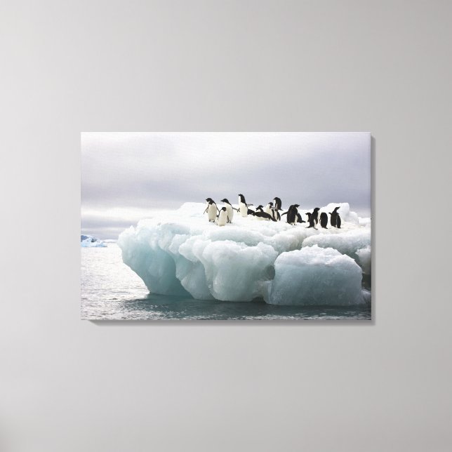 Adelie Penguin Pygoscelis adeliae), Canvas Print (Front)