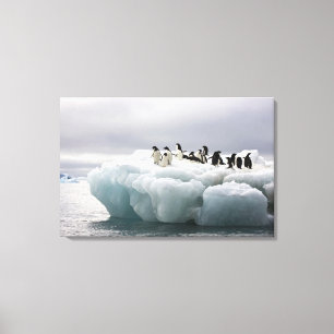 Adelie Penguin Pygoscelis adeliae), Canvas Print