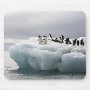 Adelie Penguin Pygoscelis adeliae), Mouse Pad