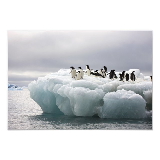 Adelie Penguin Pygoscelis adeliae), Photo Print (Front)