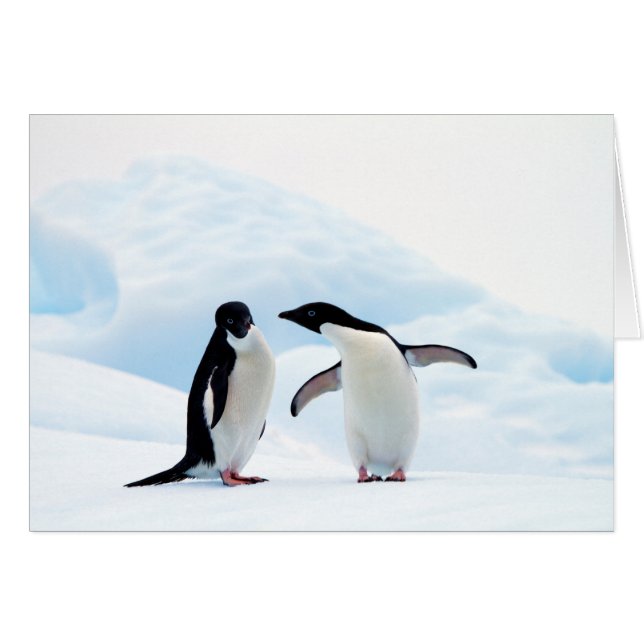 Adelie Penguins (Front Horizontal)