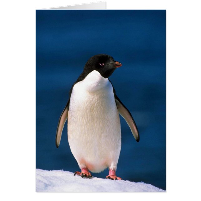 Adelie Penguins (Front)