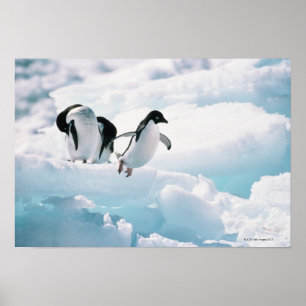 Adelie Penguins   Antarctica Poster