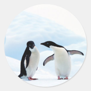 Adelie Penguins Classic Round Sticker