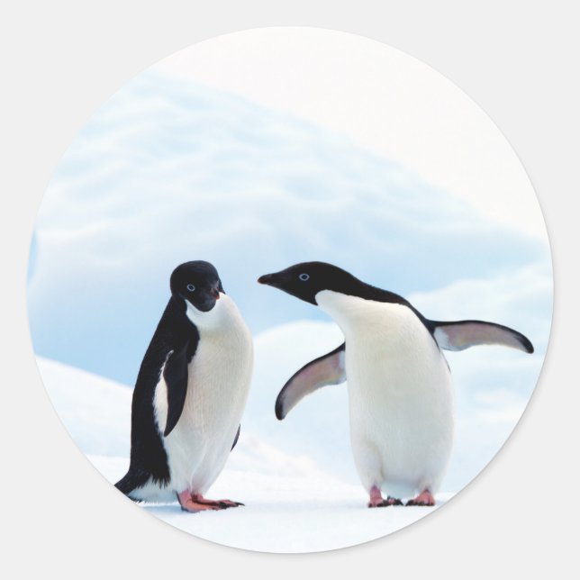 Adelie Penguins Classic Round Sticker (Front)