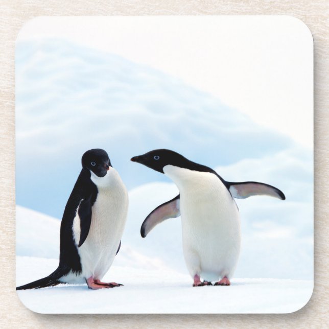 Adelie Penguins Coaster (Front)