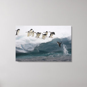Adelie Penguins diving into sea Paulette Canvas Print