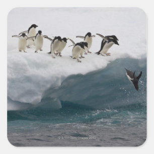 Adelie Penguins diving into sea Paulette Square Sticker