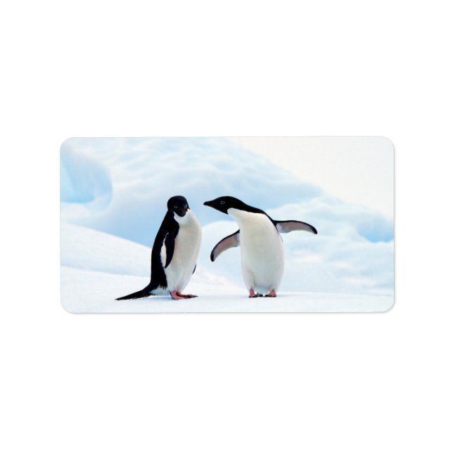 Adelie Penguins Label (Front)